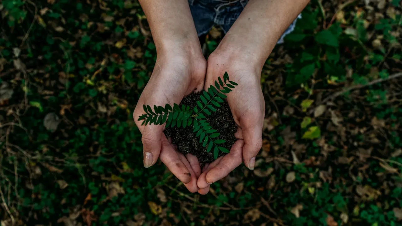 Geste de plantation manuelle d'un jeune arbrisseau indigène lors d'une session de restauration environnementale